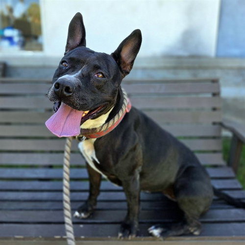 *MADRID, a dog for adoption from Long Beach Animal Care Services