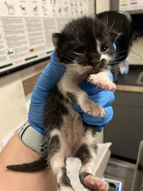 *BRUCE LEE, Baby Domestic Short Hair (medium coat), cat for adoption in Alhambra, California