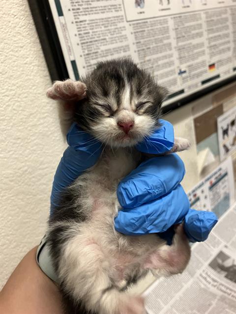 *CHUCK NORRIS, Baby Domestic Short Hair (medium coat), cat for adoption in Alhambra, California