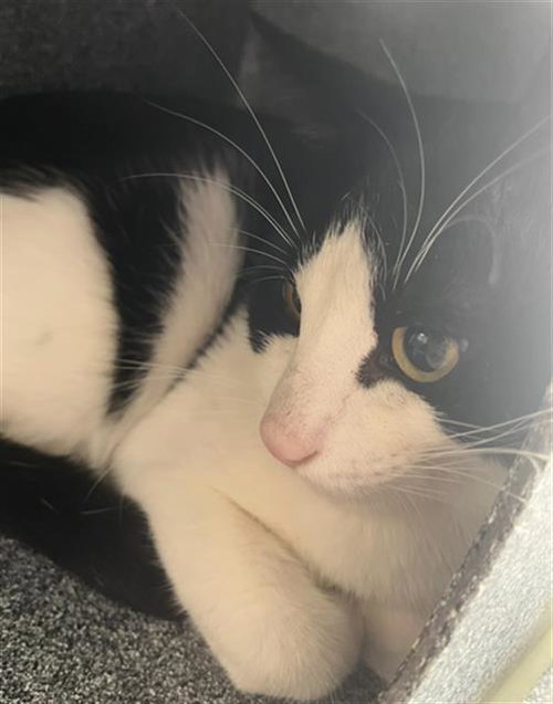 OREO, Young Domestic Short Hair (medium coat), cat for adoption in Alhambra, California