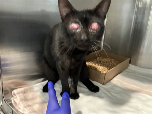*SALENTO, Adult Domestic Short Hair (medium coat), cat for adoption in Alhambra, California