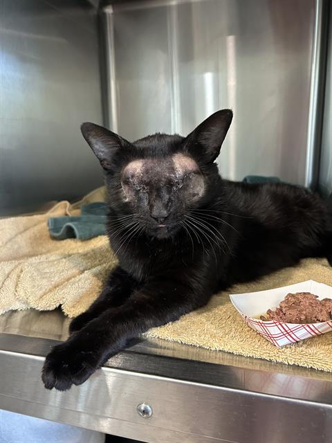 *SALENTO, Adult Domestic Short Hair (medium coat), cat for adoption in Paramount, California