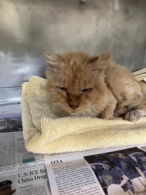 *HARRY, Senior Domestic Long Hair (medium coat), cat for adoption in Alhambra, California