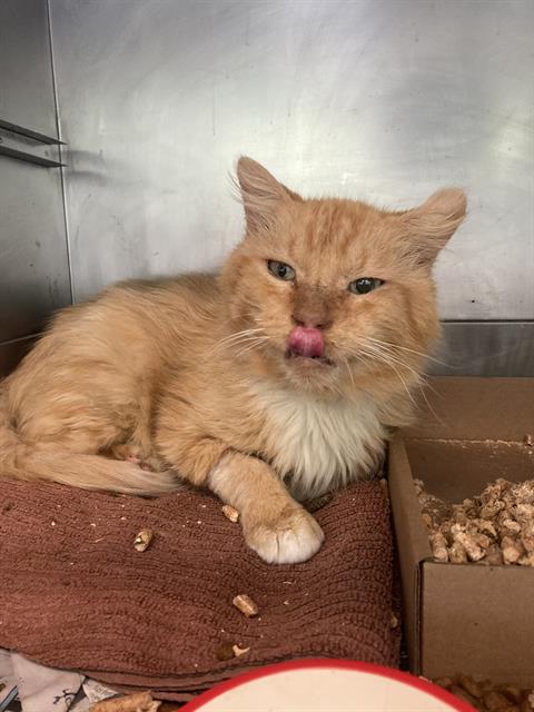 *HARRY, Senior Domestic Long Hair (medium coat), cat for adoption in Paramount, California