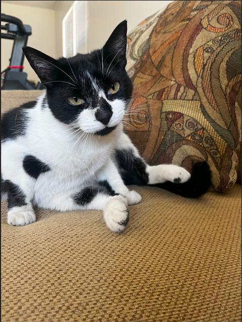 COOKIE, Adult Domestic Short Hair (medium coat), cat for adoption in Alhambra, California