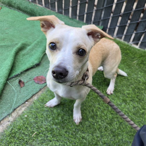 *TANGERINE, an adoptable Chihuahua in Long Beach, CA