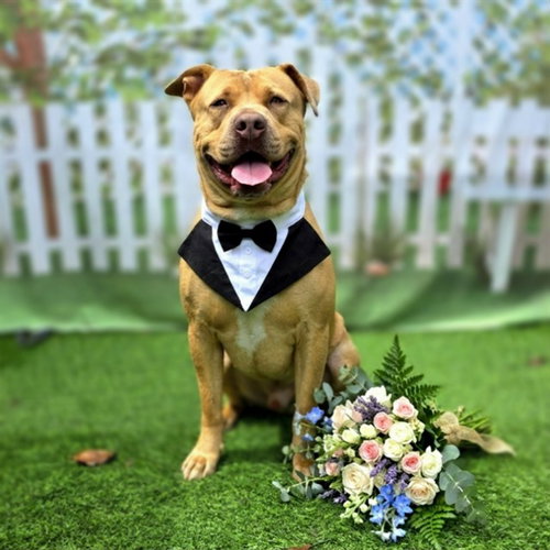 TRUTH, an adoptable Pit Bull Terrier in Long Beach, CA