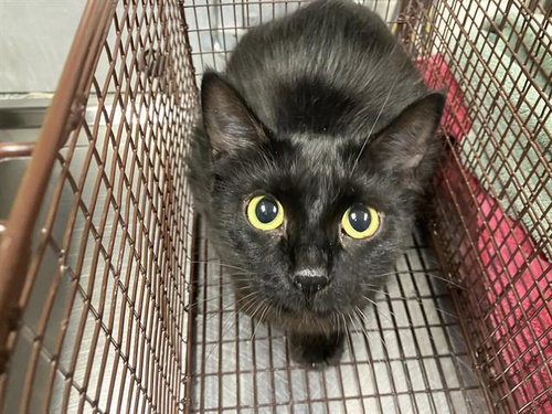 *HEIDI, an adoptable Domestic Medium Hair in Long Beach, CA