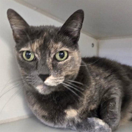ROGUE, Senior Domestic Short Hair (medium coat), cat for adoption in Alhambra, California