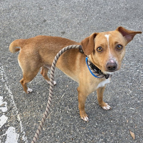 *ALL MIGHT, an adoptable Chihuahua in Long Beach, CA