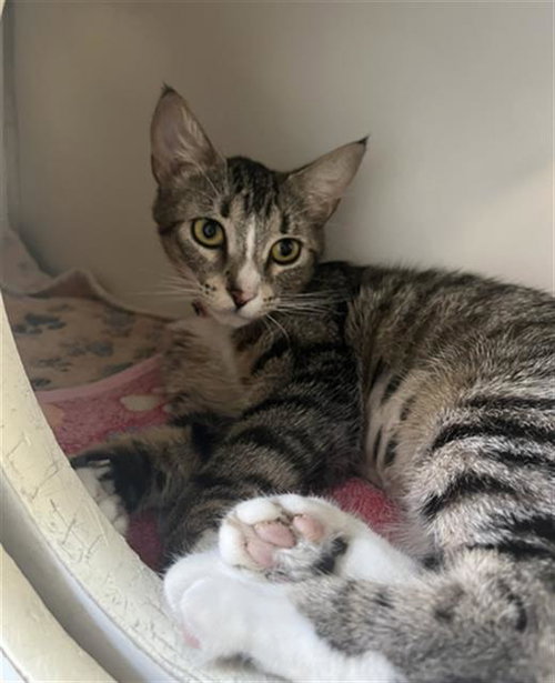 *BARBIE, Young Domestic Short Hair (medium coat), cat for adoption in Alhambra, California