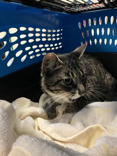 STRAWBERRY, Adult Domestic Short Hair (medium coat), cat for adoption in Alhambra, California