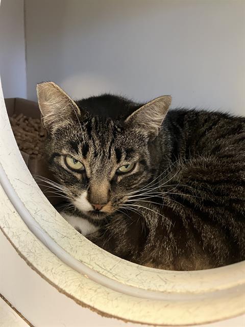 STRAWBERRY, Adult Domestic Short Hair (medium coat), cat for adoption in Paramount, California