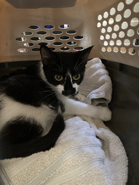MISSY, Adult Domestic Short Hair (medium coat), cat for adoption in Alhambra, California