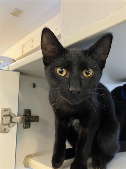 *DONALD, Baby Domestic Short Hair (medium coat), cat for adoption in Paramount, California