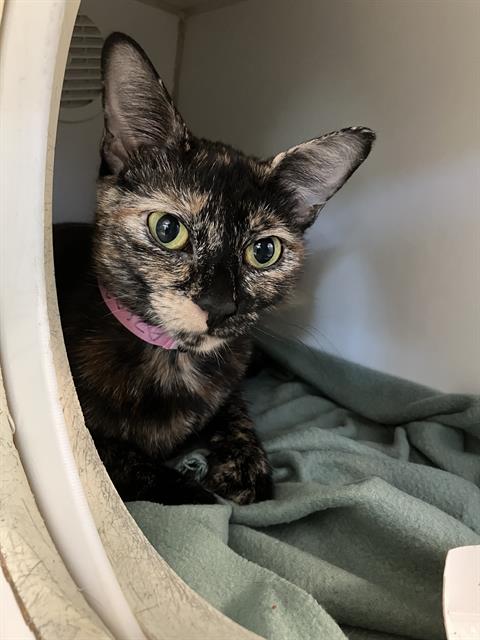 *ROSALINA, Adult Domestic Short Hair (medium coat), cat for adoption in Paramount, California