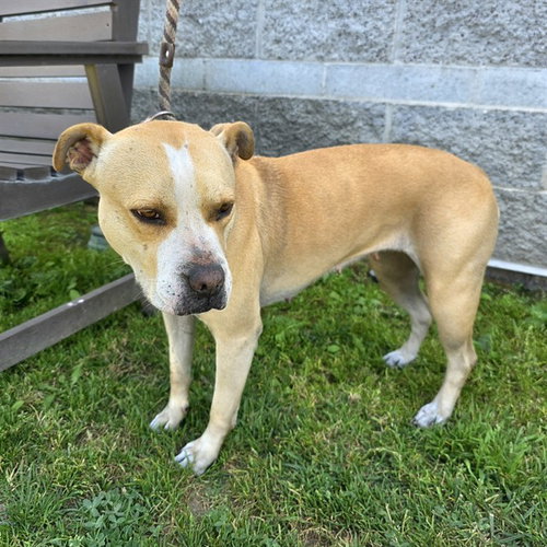 *MELODY, an adoptable Pit Bull Terrier in Long Beach, CA