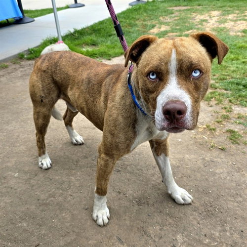 *MAGUIRE, an adoptable Pit Bull Terrier in Long Beach, CA