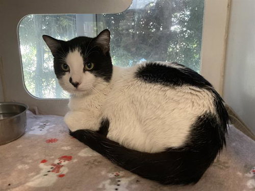 *TOBIAS, Adult Domestic Short Hair (medium coat), cat for adoption in Paramount, California