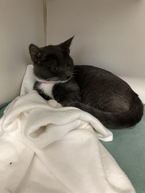 *IONA, an adoptable Domestic Short Hair in Long Beach, CA