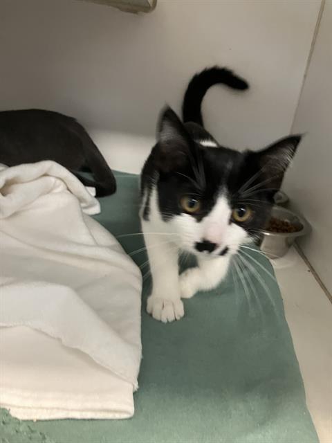 *IGRAINE, Baby Domestic Short Hair (medium coat), cat for adoption in Paramount, California