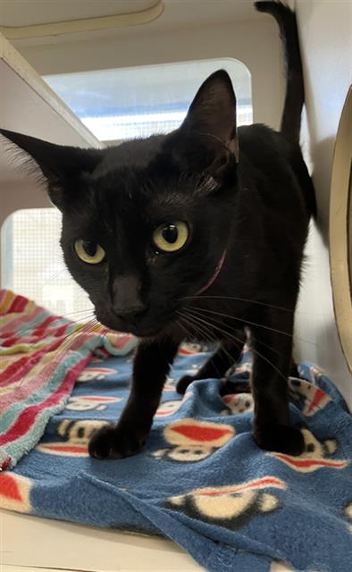 DAHLIA, Adult Domestic Short Hair (medium coat), cat for adoption in Paramount, California