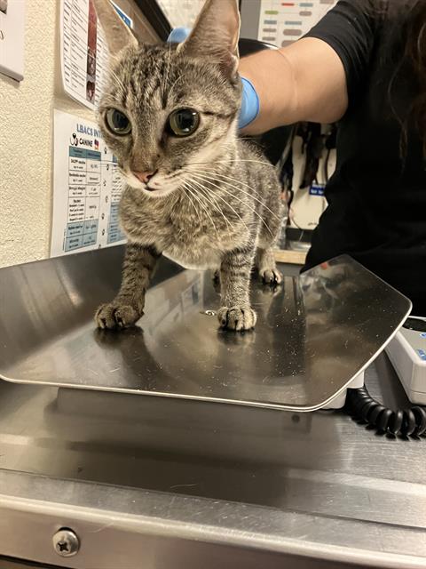 SAGETTE, Adult Domestic Short Hair (medium coat), cat for adoption in Paramount, California