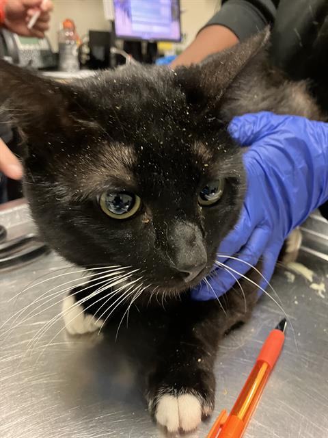 TUX, Adult Domestic Short Hair (medium coat), cat for adoption in Paramount, California