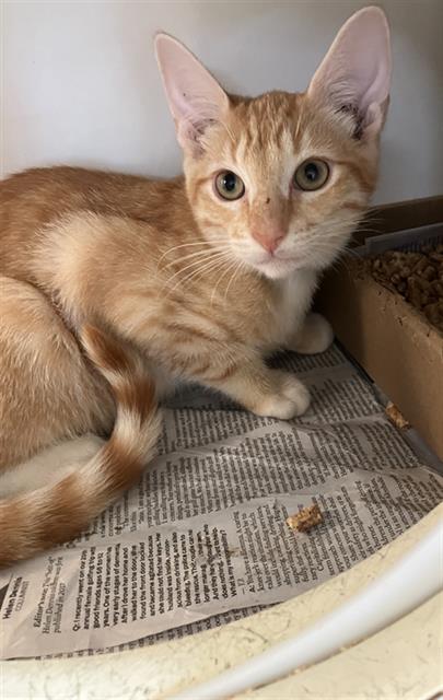 *CHUCKIE, Baby Domestic Short Hair (medium coat), cat for adoption in Paramount, California