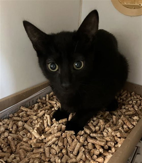 *CHAOS, an adoptable Domestic Short Hair in Long Beach, CA