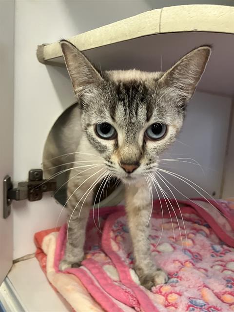 MONA, an adoptable Domestic Short Hair in Long Beach, CA