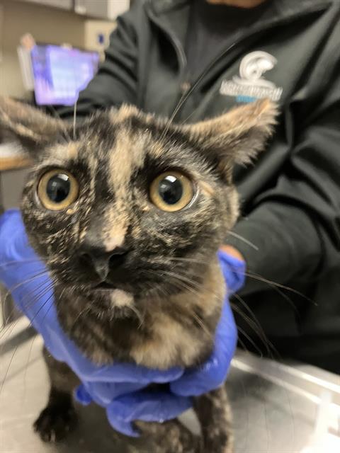 *GAIA, an adoptable Domestic Short Hair in Long Beach, CA