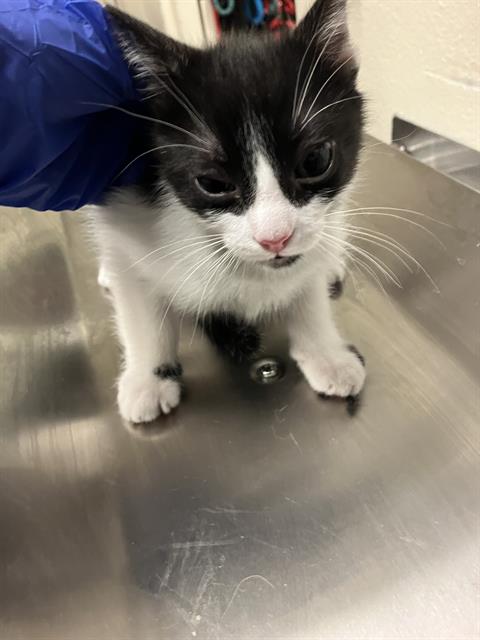 *LEONARDO, Baby Domestic Short Hair (medium coat), cat for adoption in Paramount, California