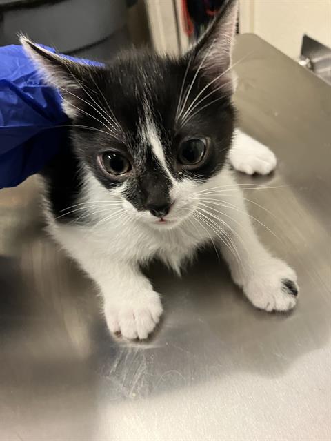 *MICHELANGELO, an adoptable Domestic Short Hair in Long Beach, CA