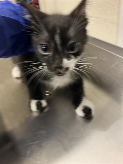 *DONATELLO, Baby Domestic Short Hair (medium coat), cat for adoption in Paramount, California
