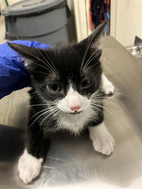 *RAPHAEL, an adoptable Domestic Short Hair in Long Beach, CA