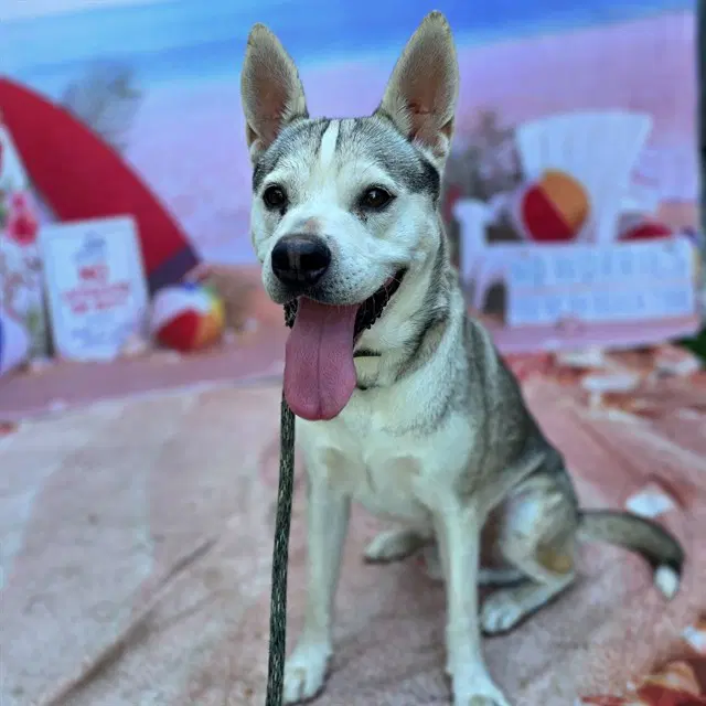Rex - Siberian Husky