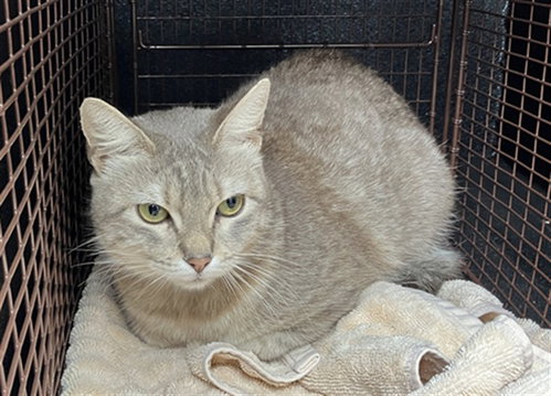 MOO MOO, an adoptable Domestic Short Hair in Long Beach, CA