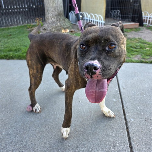 STELLA, an adoptable Pit Bull Terrier in Long Beach, CA