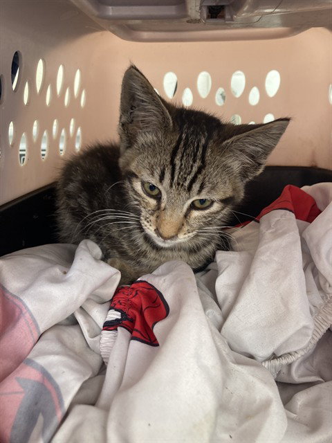 *MEGATON, an adoptable Domestic Short Hair in Long Beach, CA