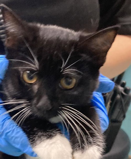 *JEN, an adoptable Domestic Short Hair in Long Beach, CA