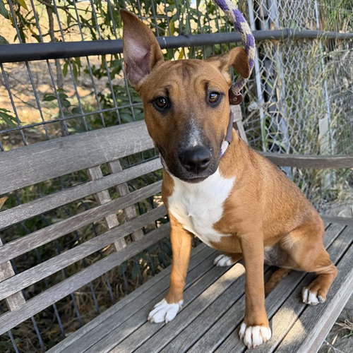*TAFFY, an adoptable Bull Terrier in Long Beach, CA