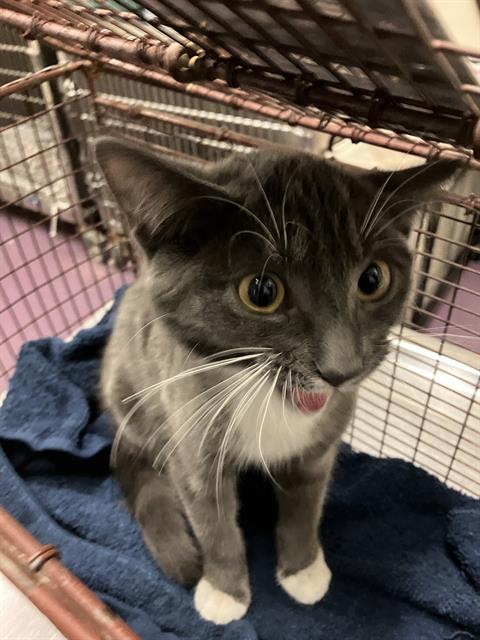 *YOSHI, Young Domestic Short Hair (medium coat), cat for adoption in Paramount, California