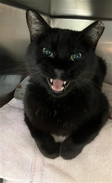*RUSSELL, Adult Domestic Short Hair (medium coat), cat for adoption in Paramount, California