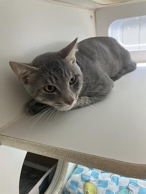 *LUIGI, Adult Domestic Short Hair (medium coat), cat for adoption in Paramount, California