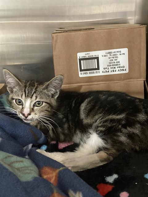 *RONNY, Baby Domestic Short Hair (medium coat), cat for adoption in Paramount, California