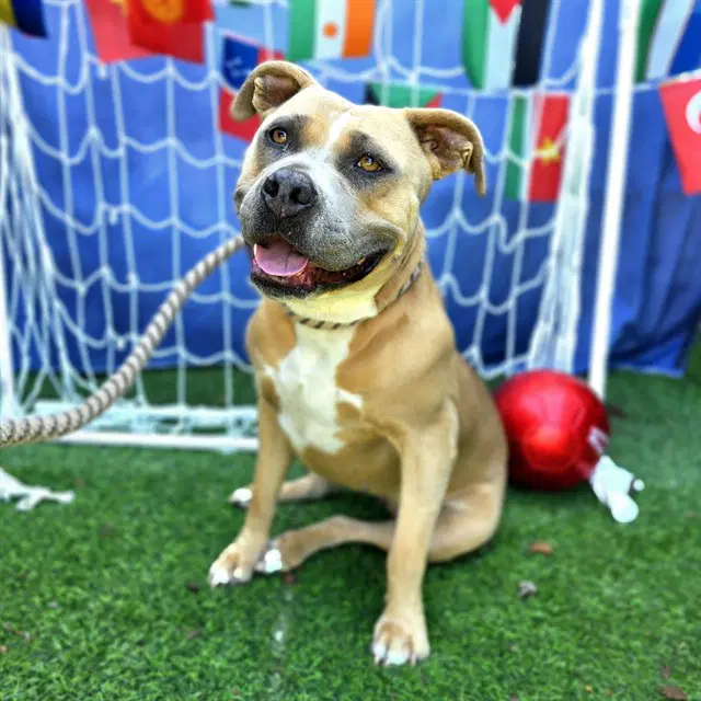 Tippy - Pit Bull Terrier