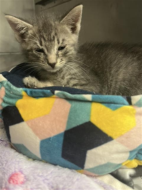 *SOCRATES, Baby Domestic Short Hair (medium coat), cat for adoption in Paramount, California