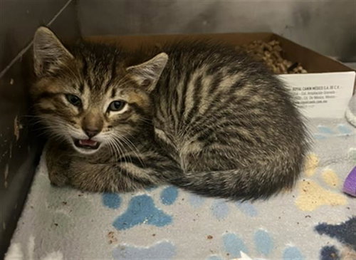 *PETEE, Baby Domestic Short Hair (medium coat), cat for adoption in Paramount, California