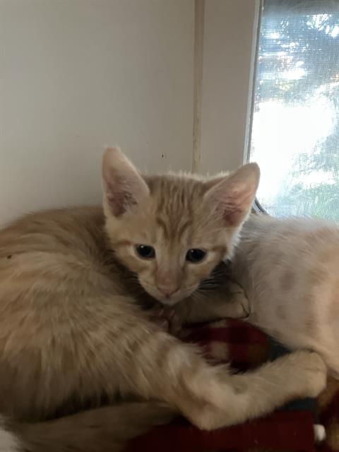 *COSBY, Baby Domestic Short Hair (medium coat), cat for adoption in Paramount, California